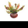 Przykladowe oferowane sztuki/ egzemplary plants 